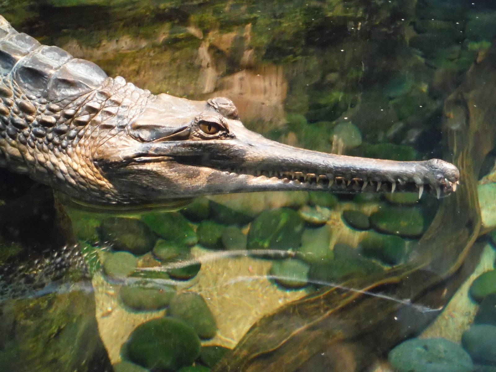 False gharial