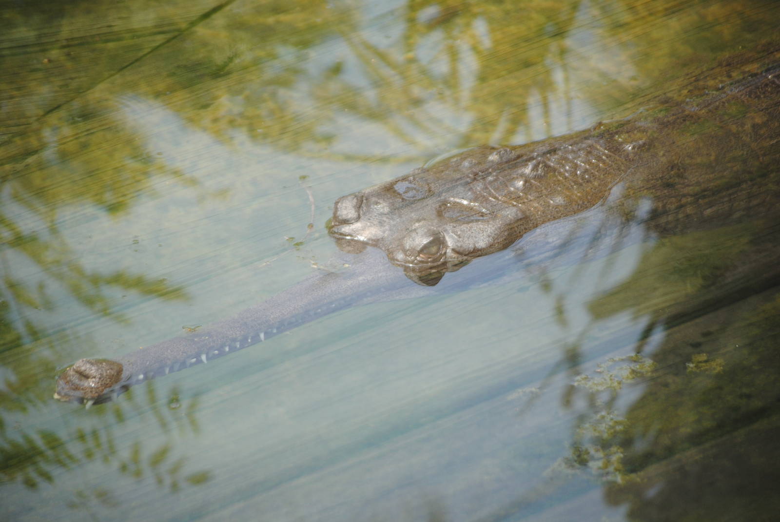 False Gharial