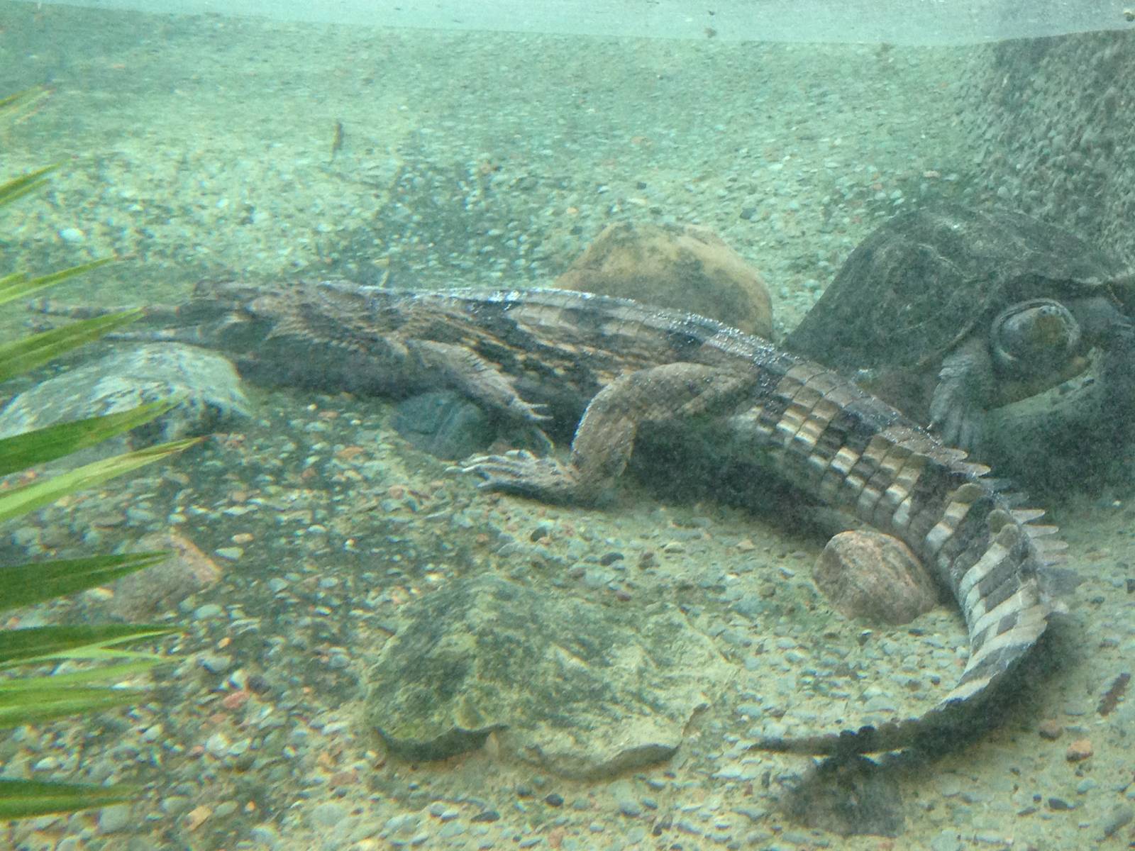 False Gharial