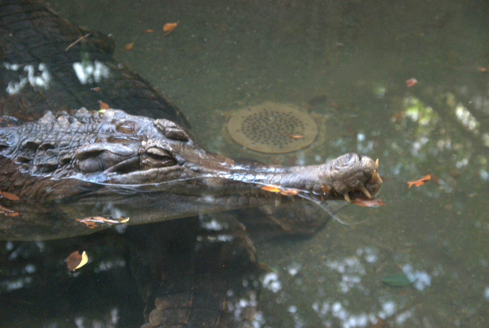 False Gharial