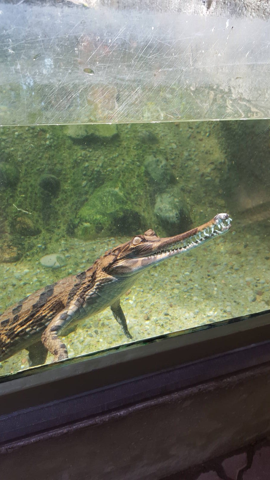 False Gharial