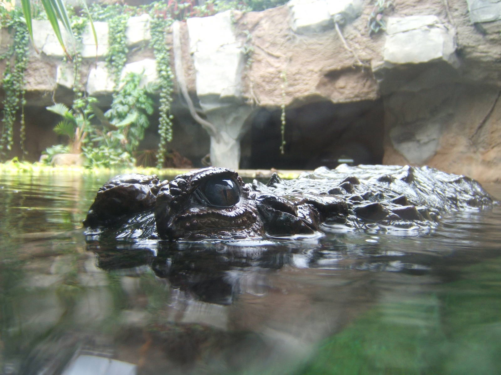 False Gharial