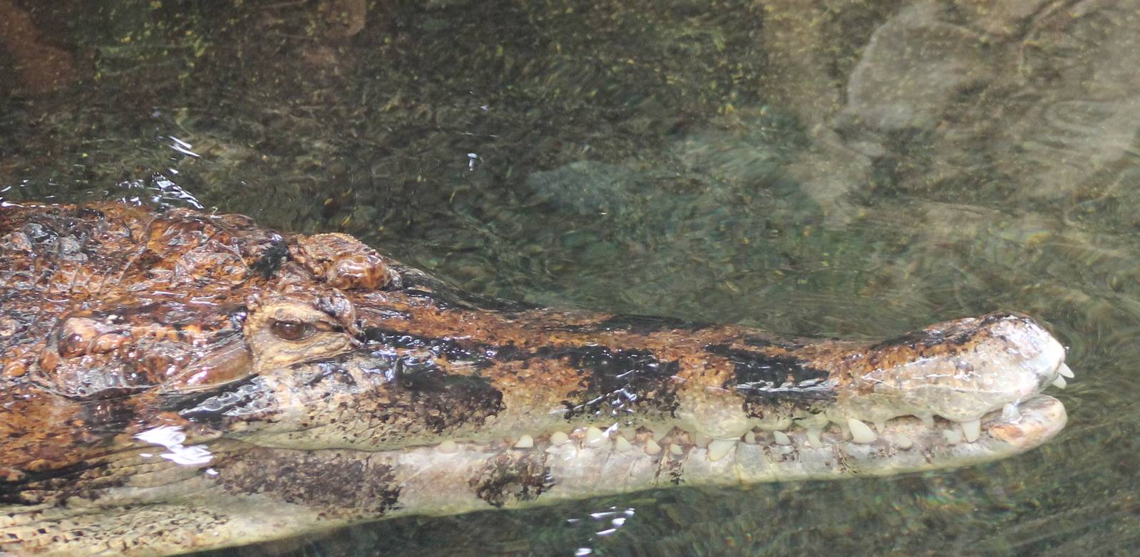 False gharial