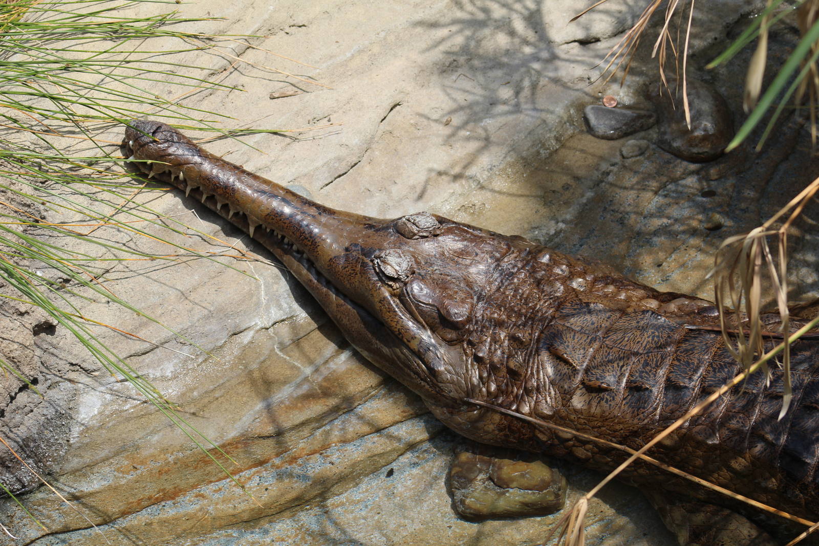 False Gharial