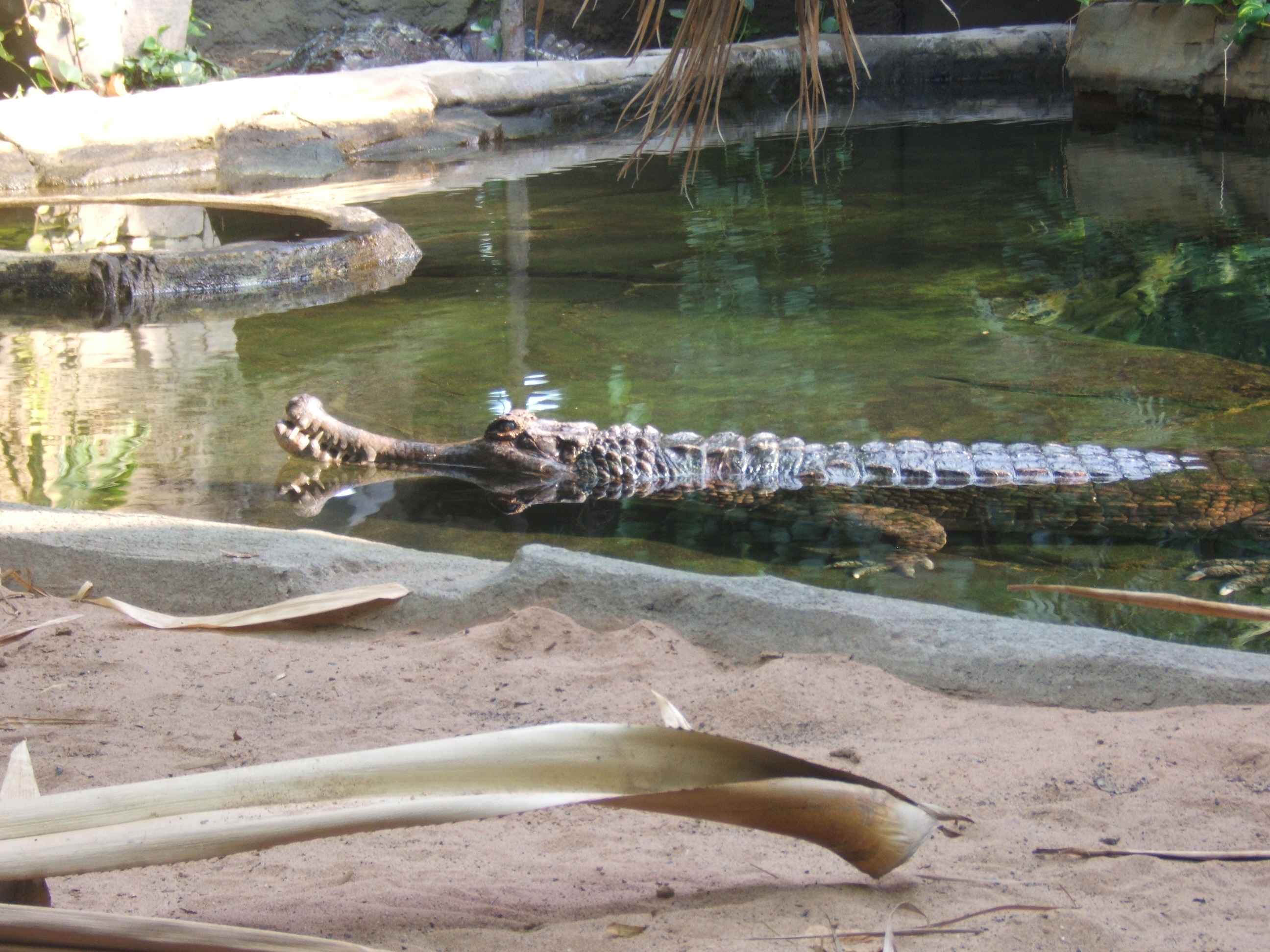 False Gharial