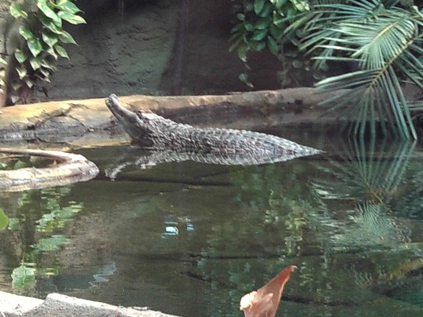 False Gharial