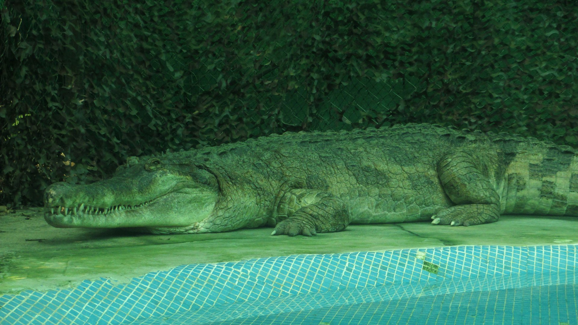 False gharial