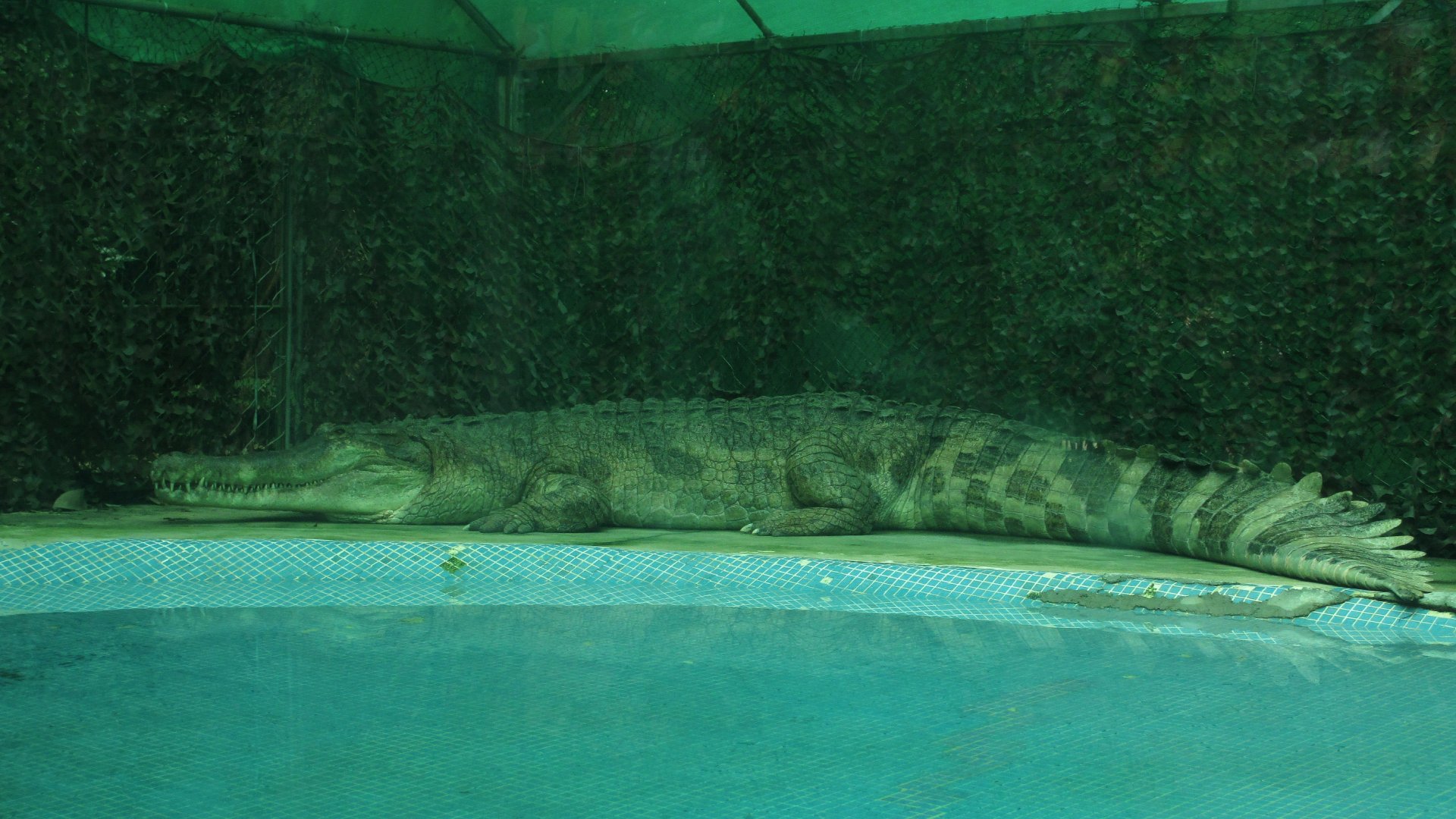 False gharial