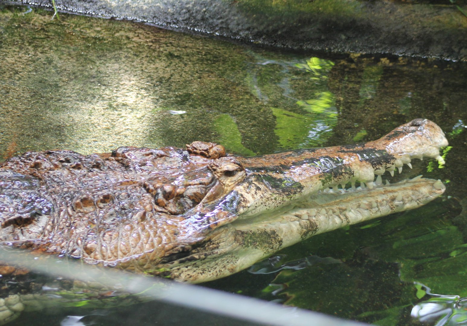 False gharial