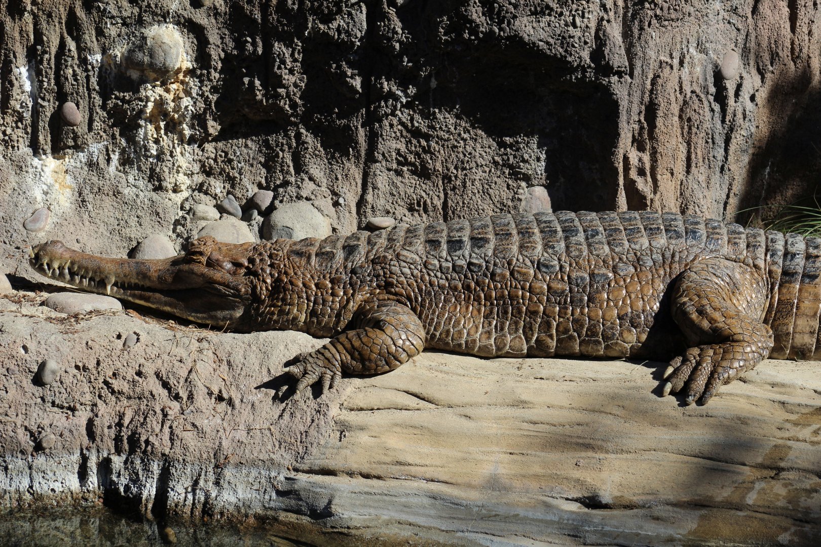 False Gharial