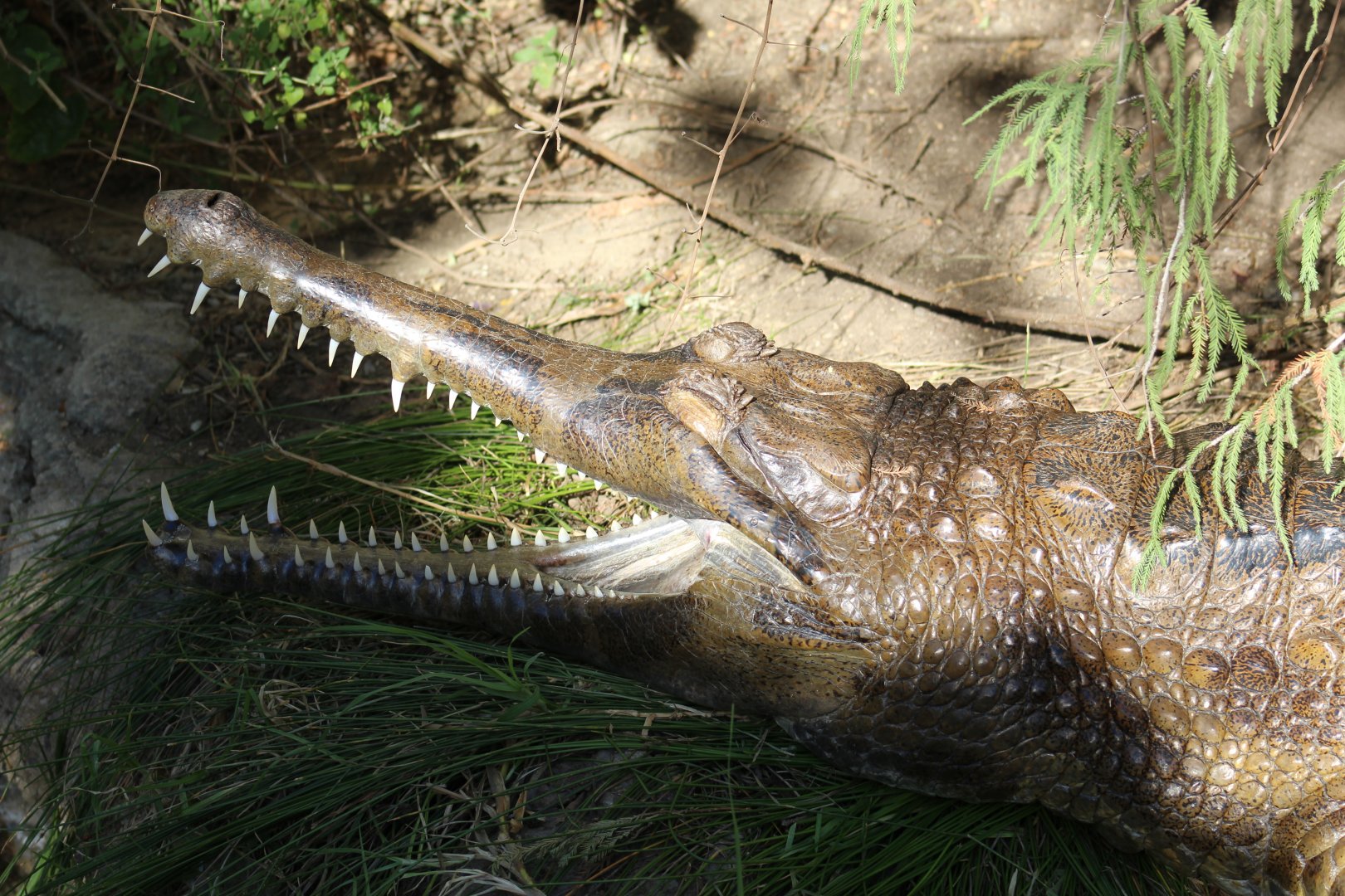 False Gharial