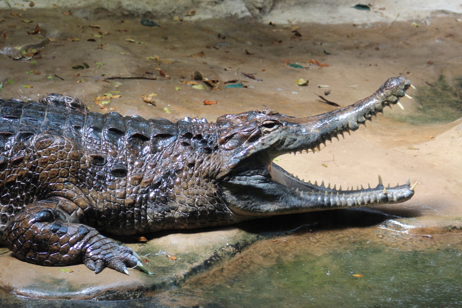 False Gharial