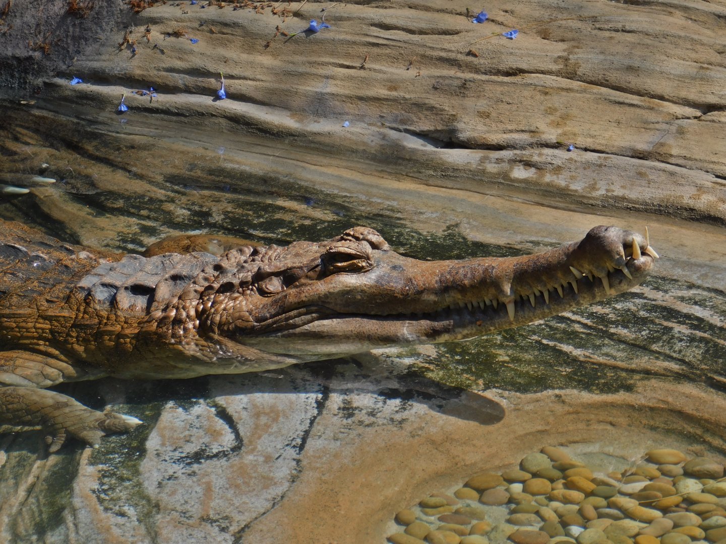 False Gharial