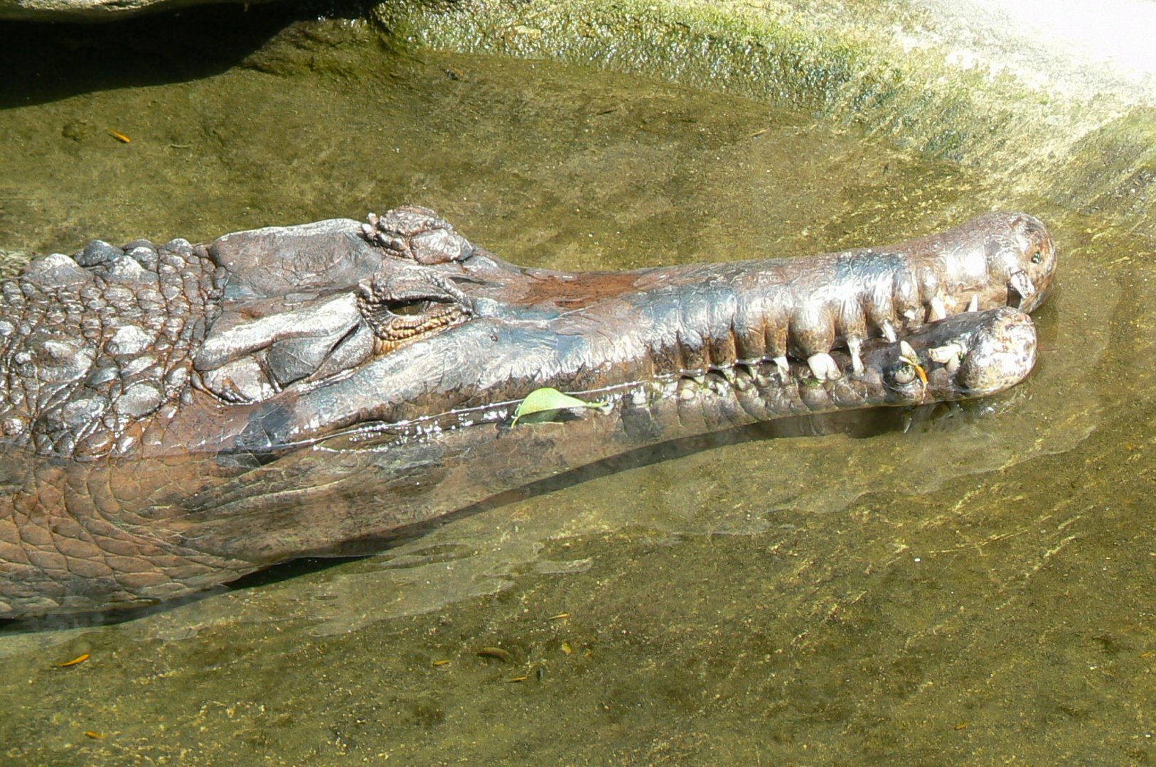 False gharial