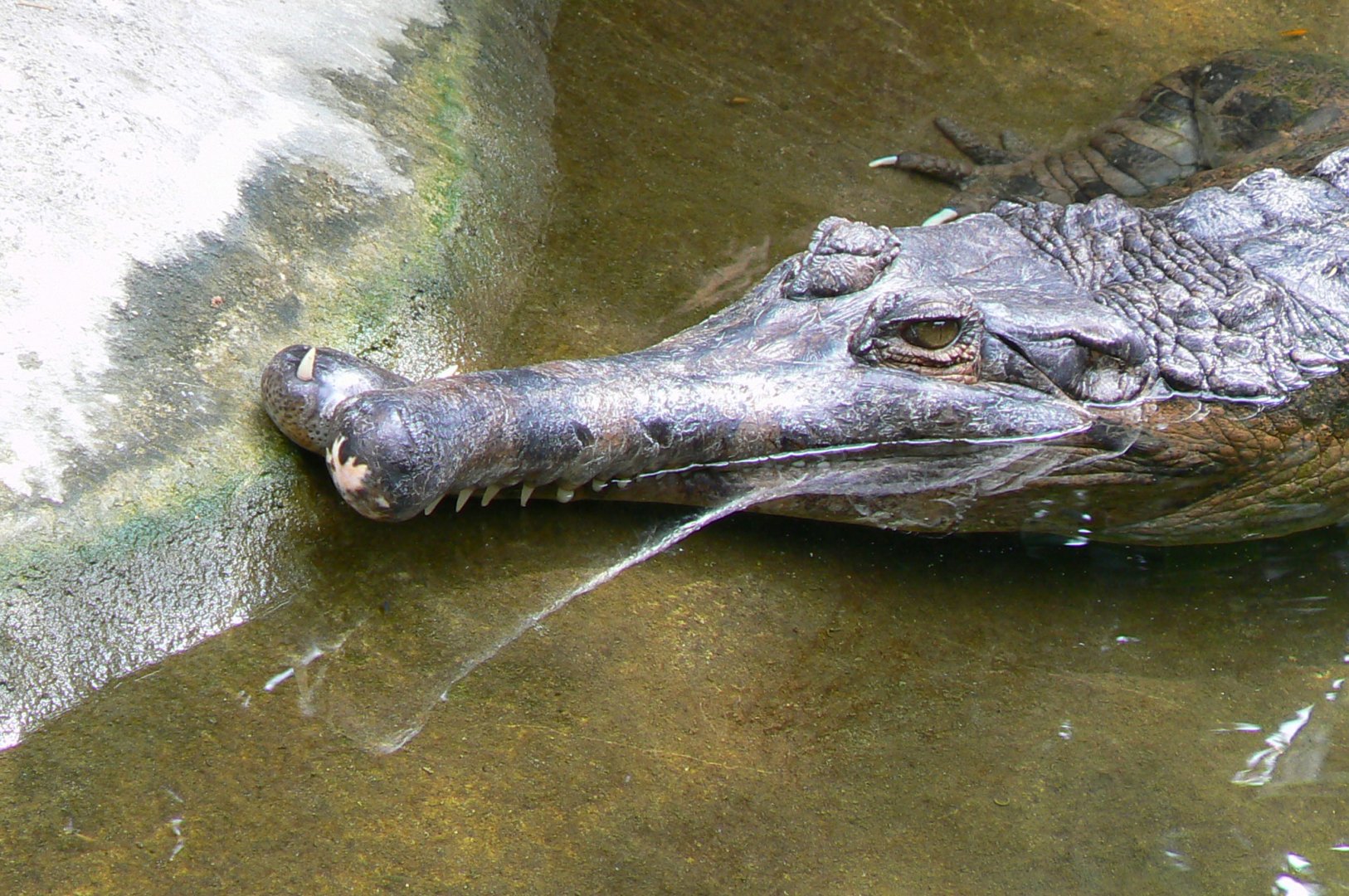 False gharial