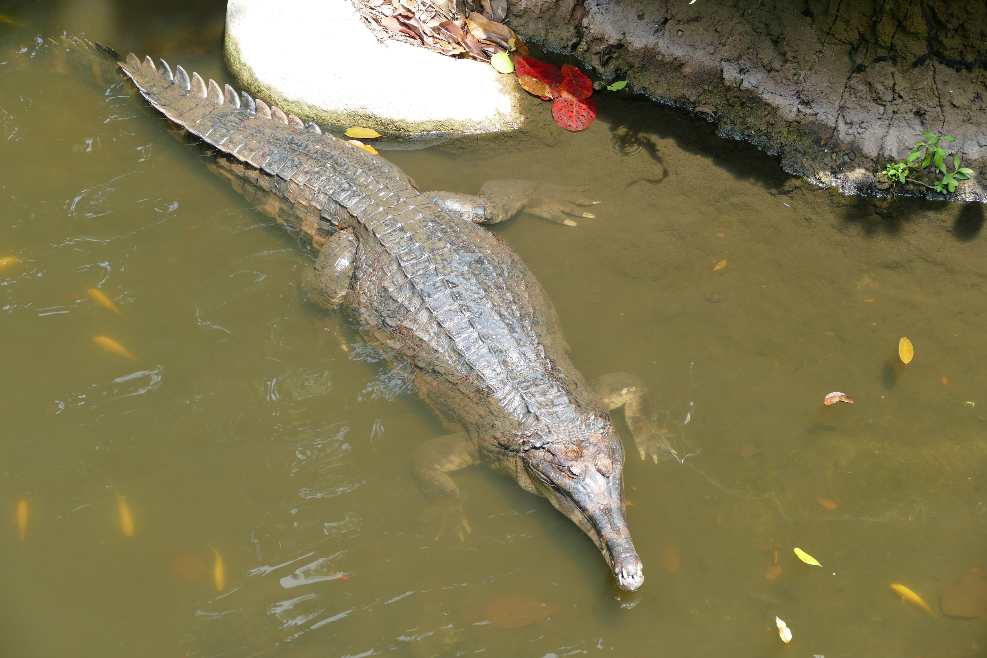 False gharial