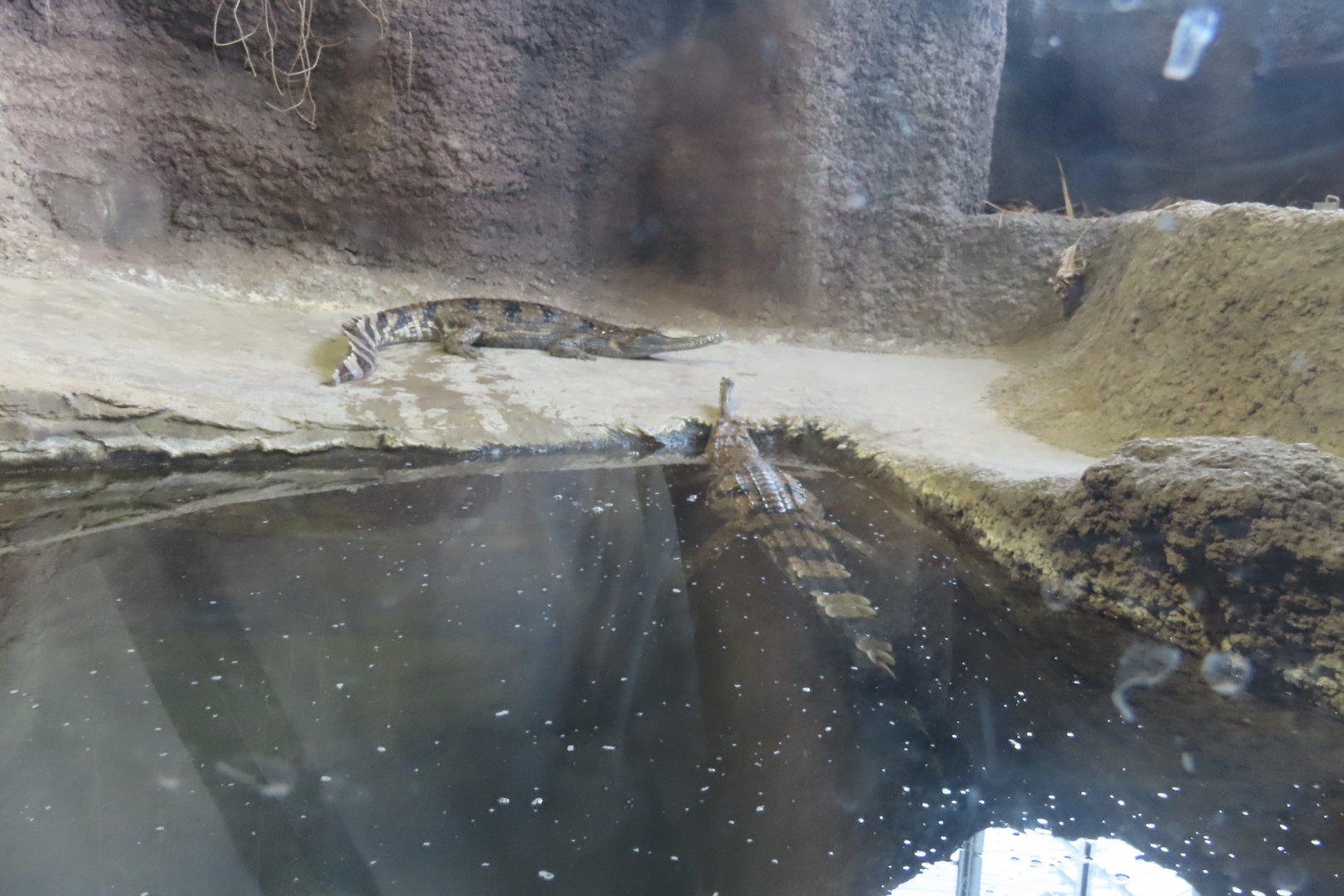 False gharial
