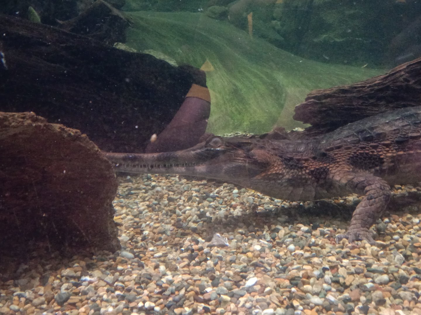 False Gharial