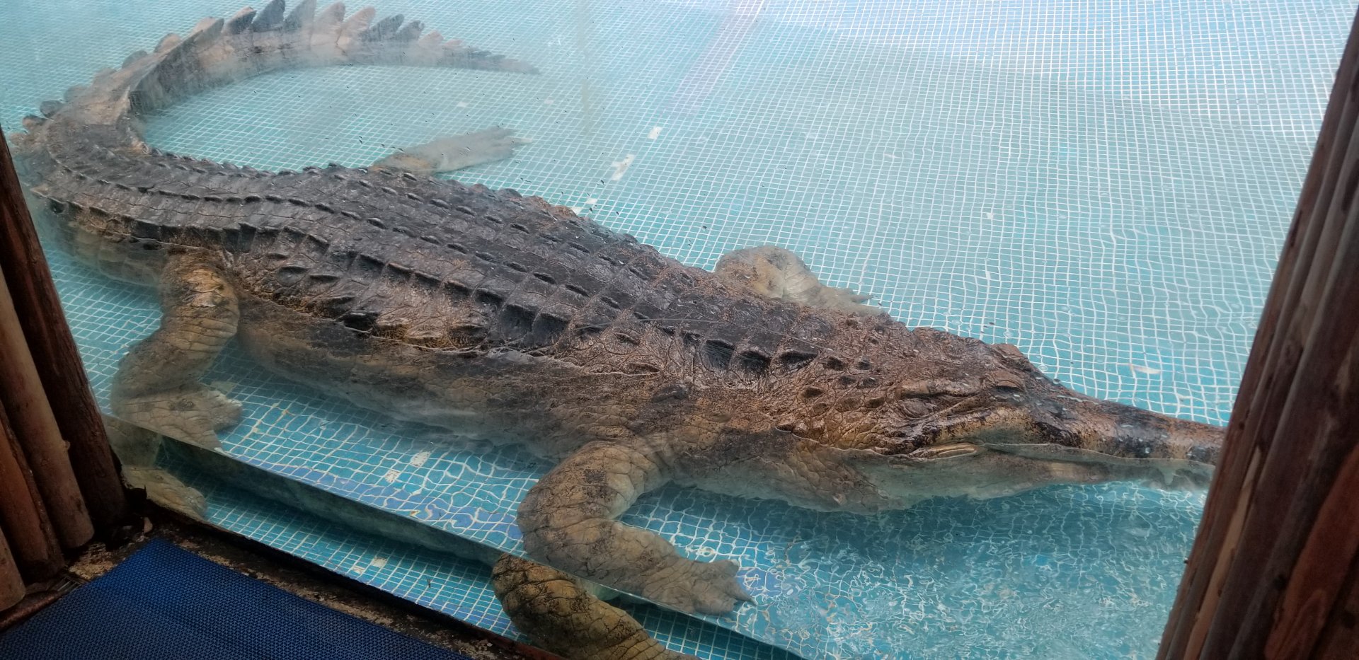 False Gharial