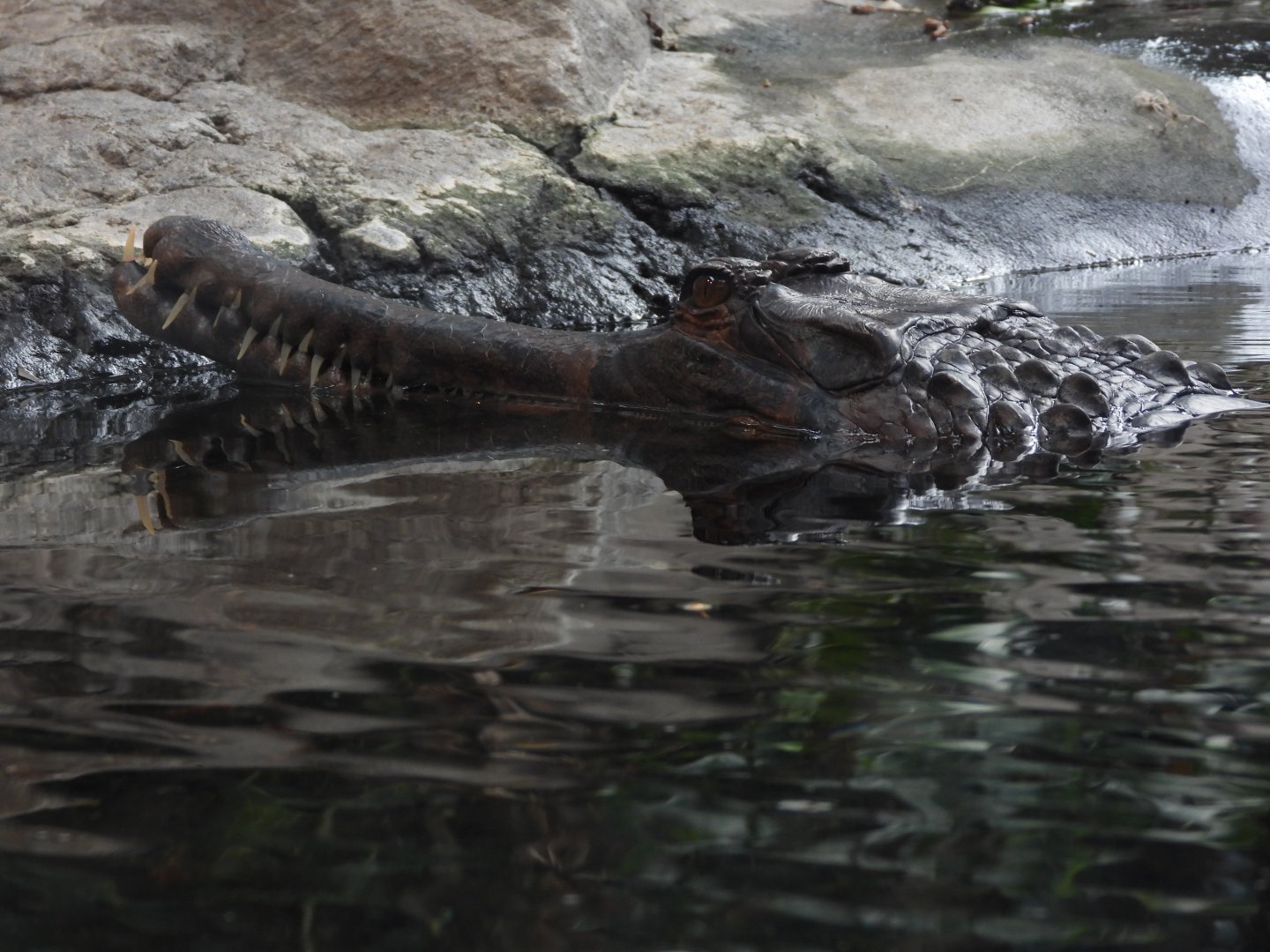 False gharial