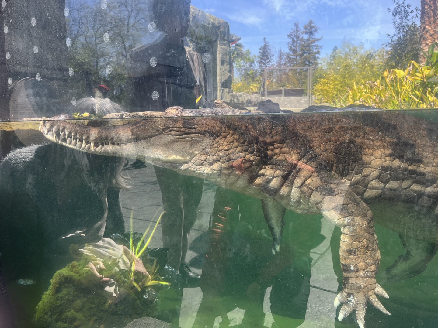 False Gharial