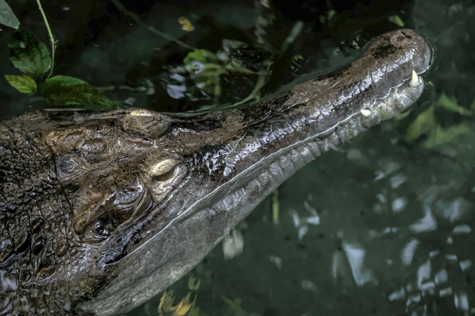 False gharial
