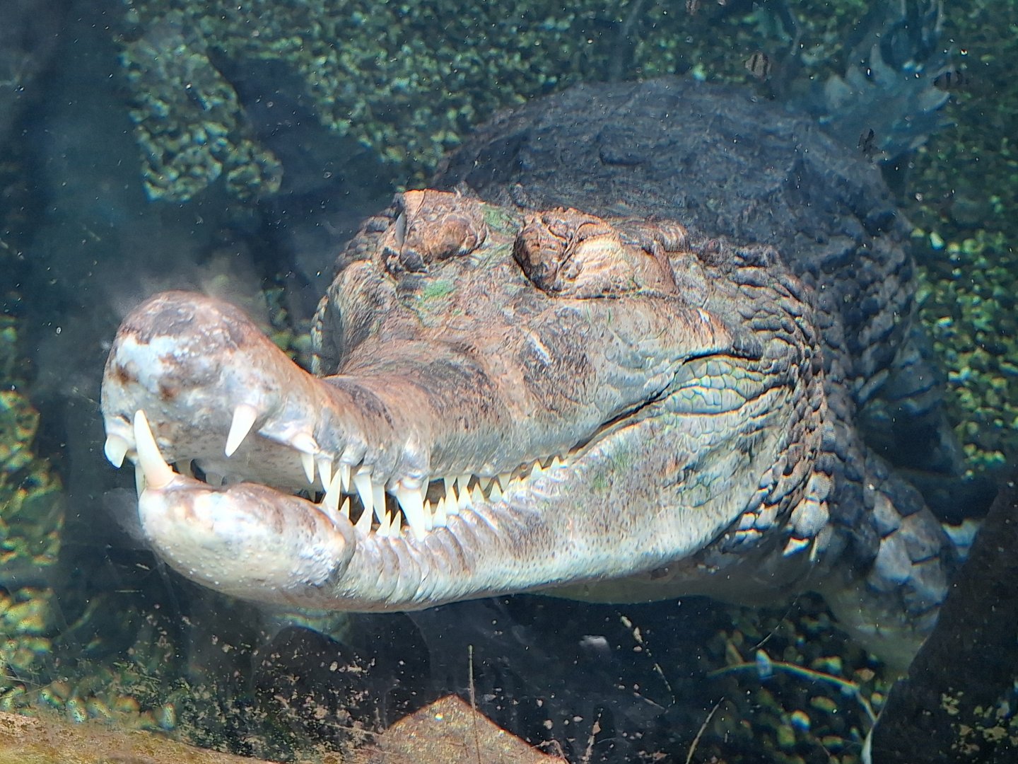 False Gharial