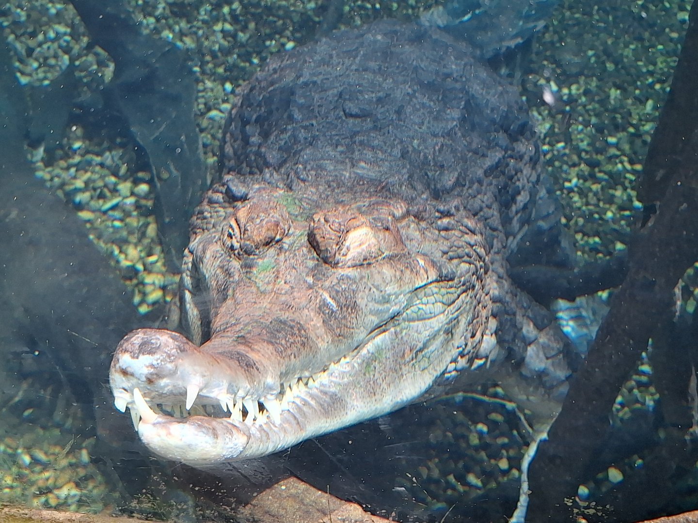 False Gharial