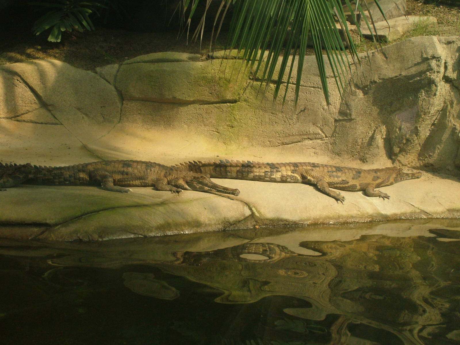 False Gharials - Gondwanaland, Leipzig, 02/09/11
