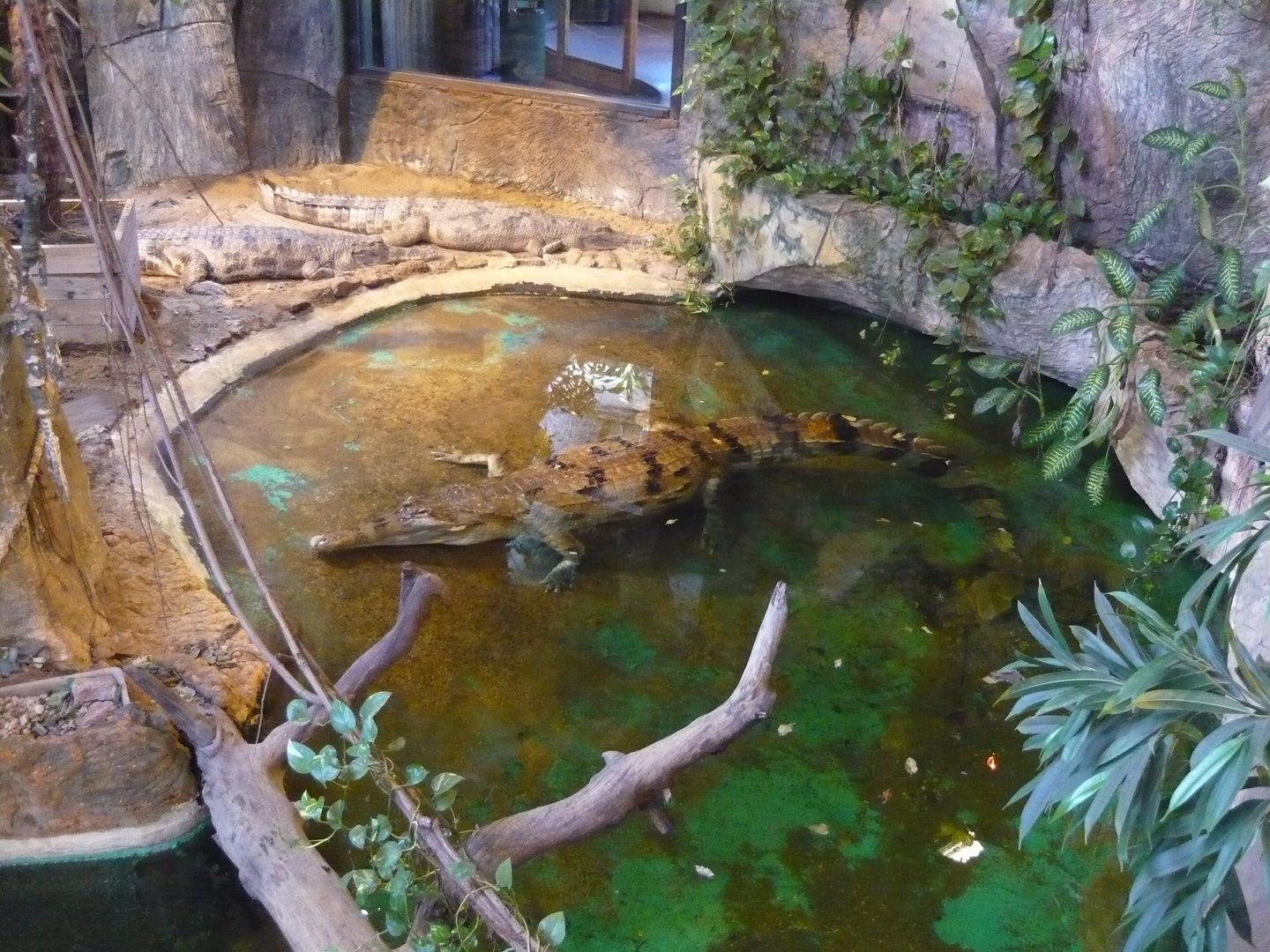 False gharials (Tomistoma schlegelii)