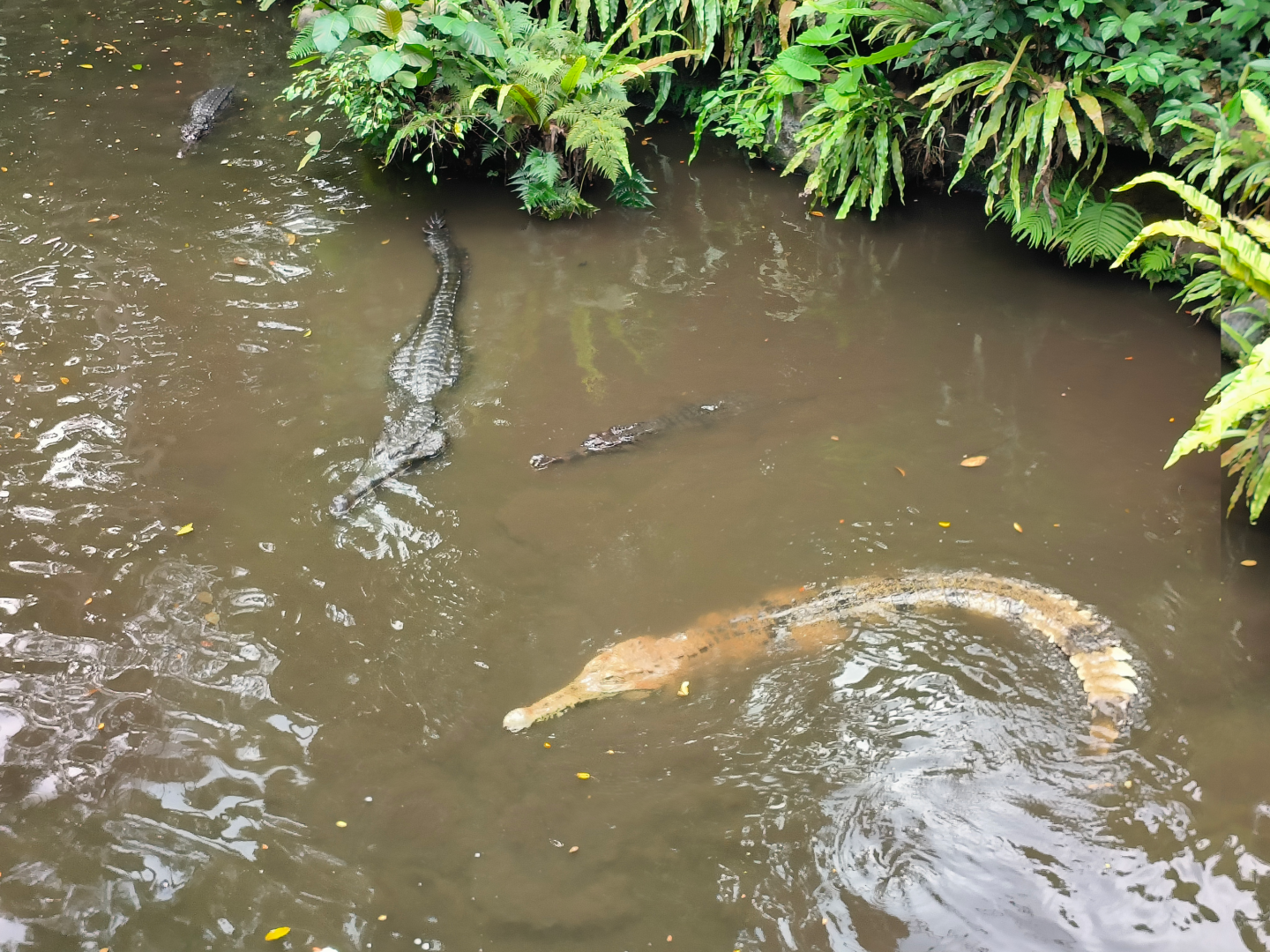 False Gharials (Tomistoma schlegelii)