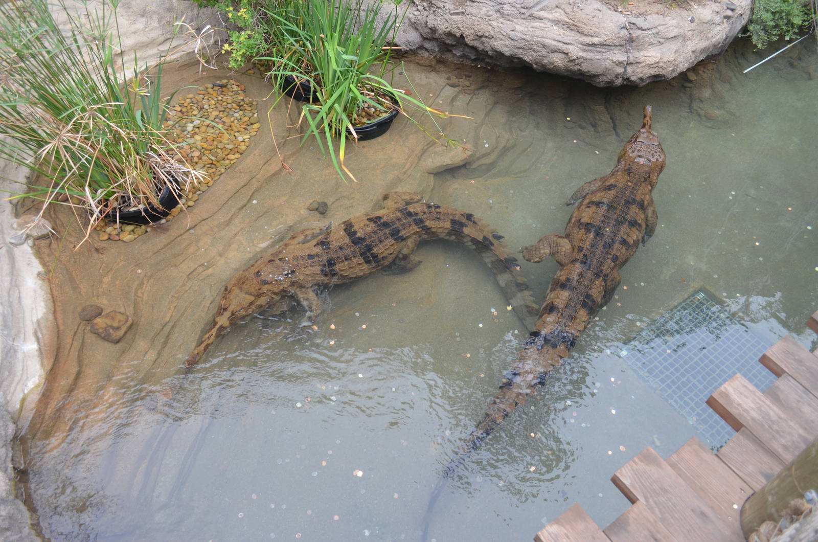 False Gharials