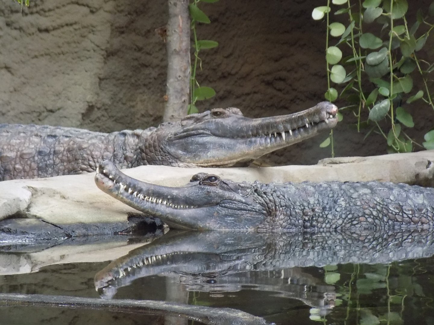 False Gharials