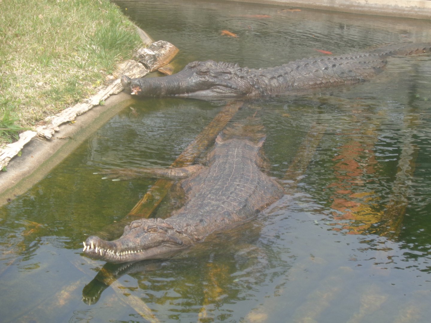 False gharials