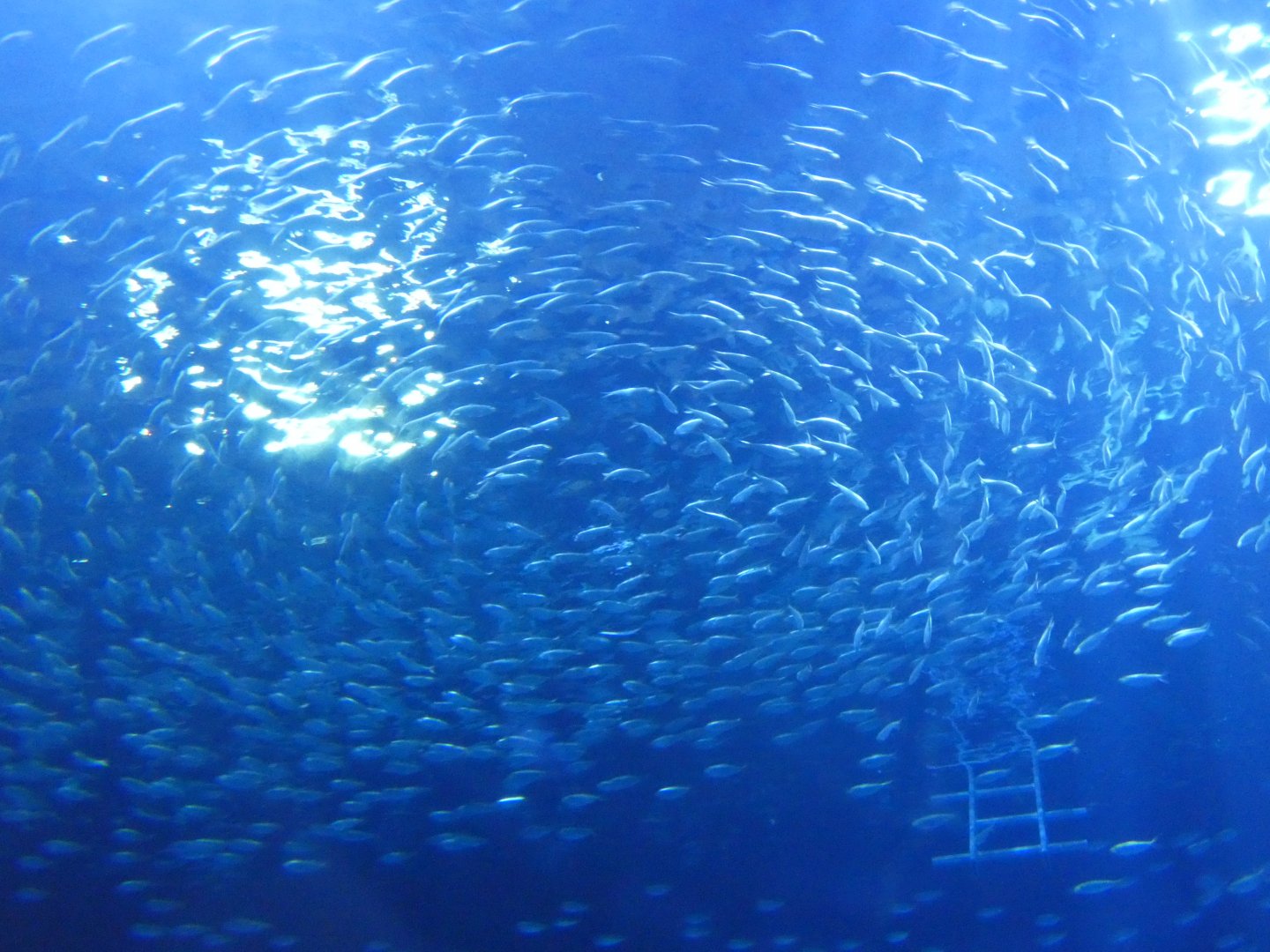 False Herring shoaling