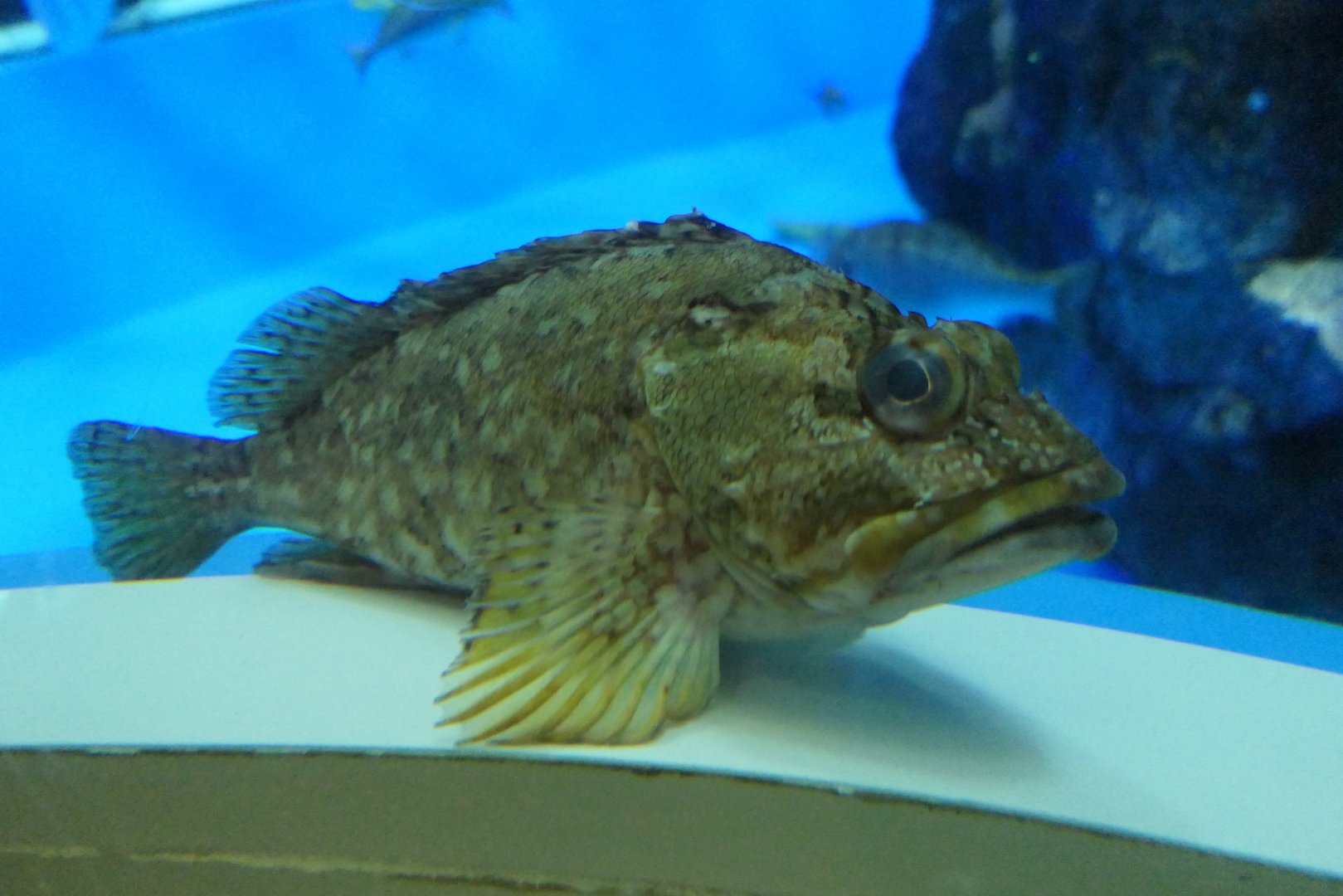 False Kelpfish (Sebastiscus marmoratus) - Uozu Aquarium