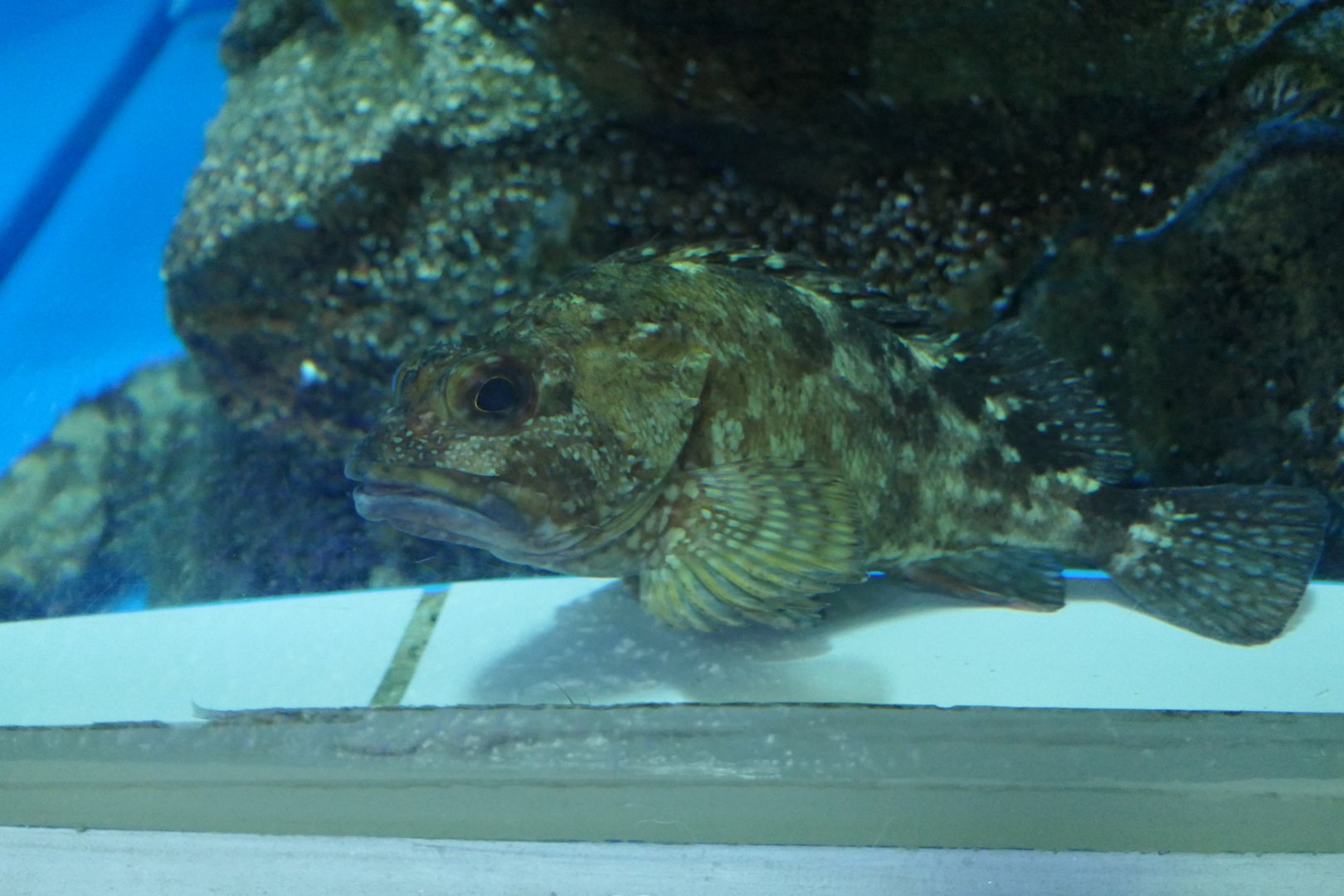 False Kelpfish (Sebastiscus marmoratus) - Uozu Aquarium