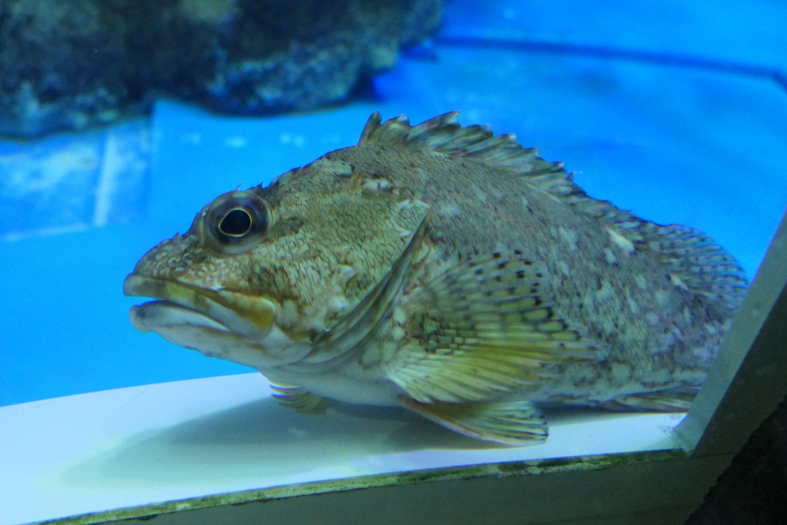 False Kelpfish (Sebastiscus marmoratus)