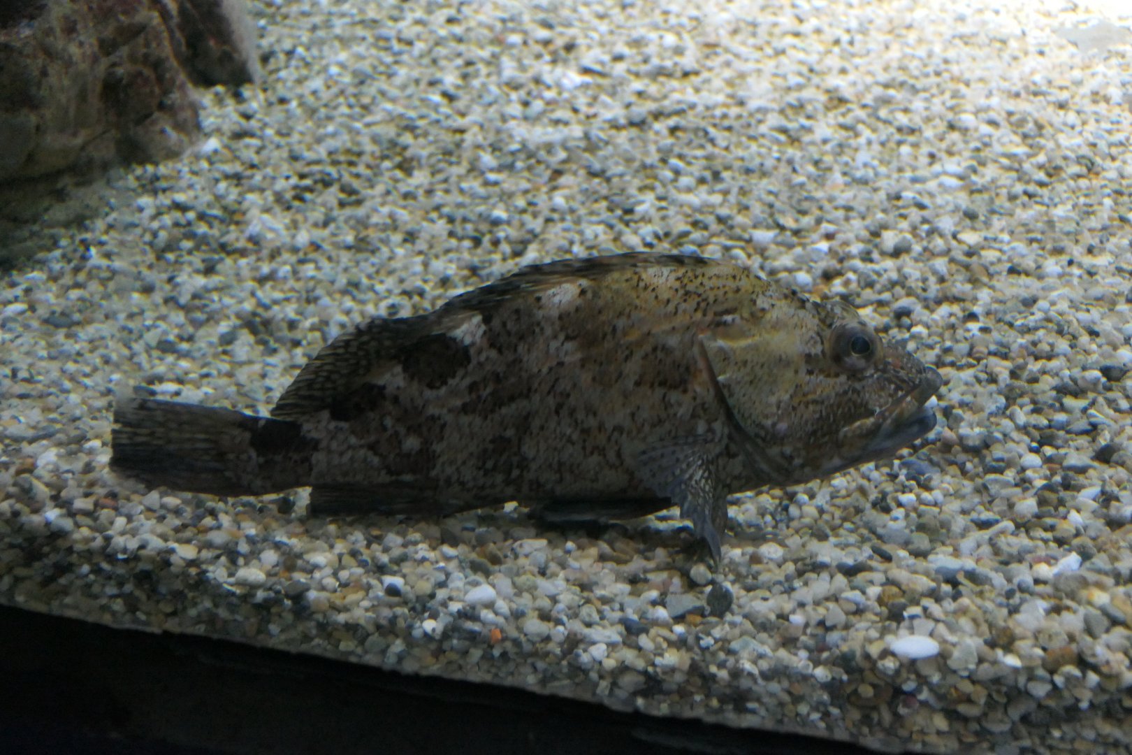 False Kelpfish (Sebastiscus marmoratus)