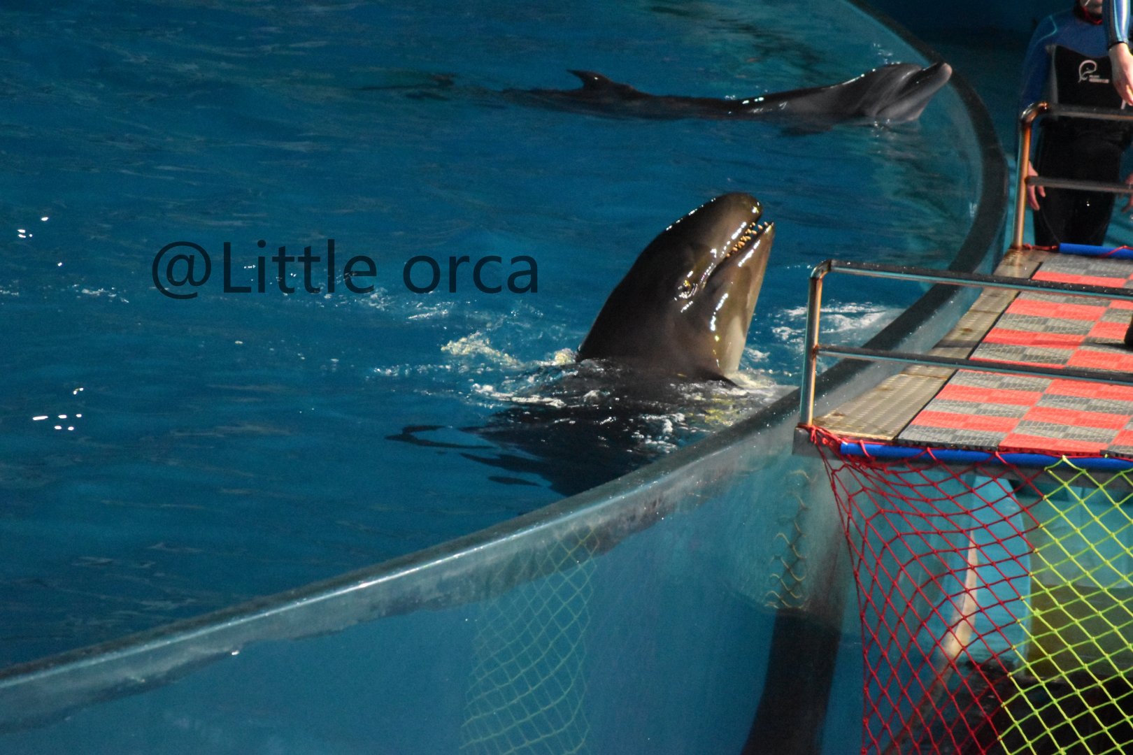 False killer whale（Pseudorca crassidens）and bottlenose dolphins（Tursiops truncatus）