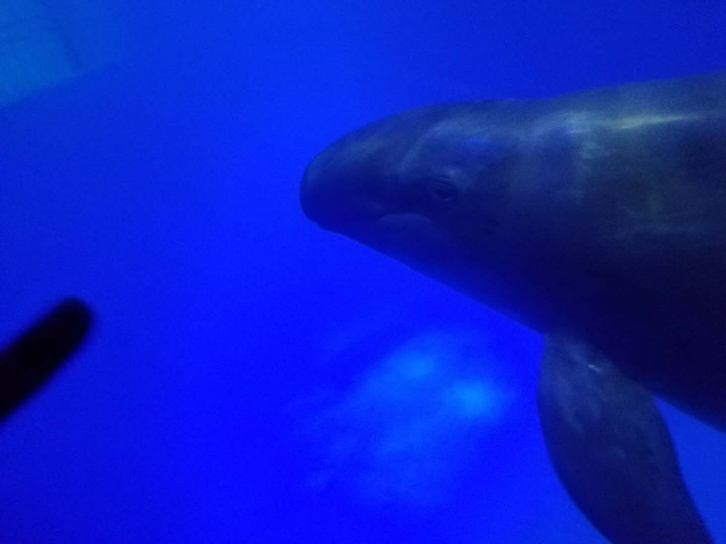 false killer whale (Pseudorca crassidens)