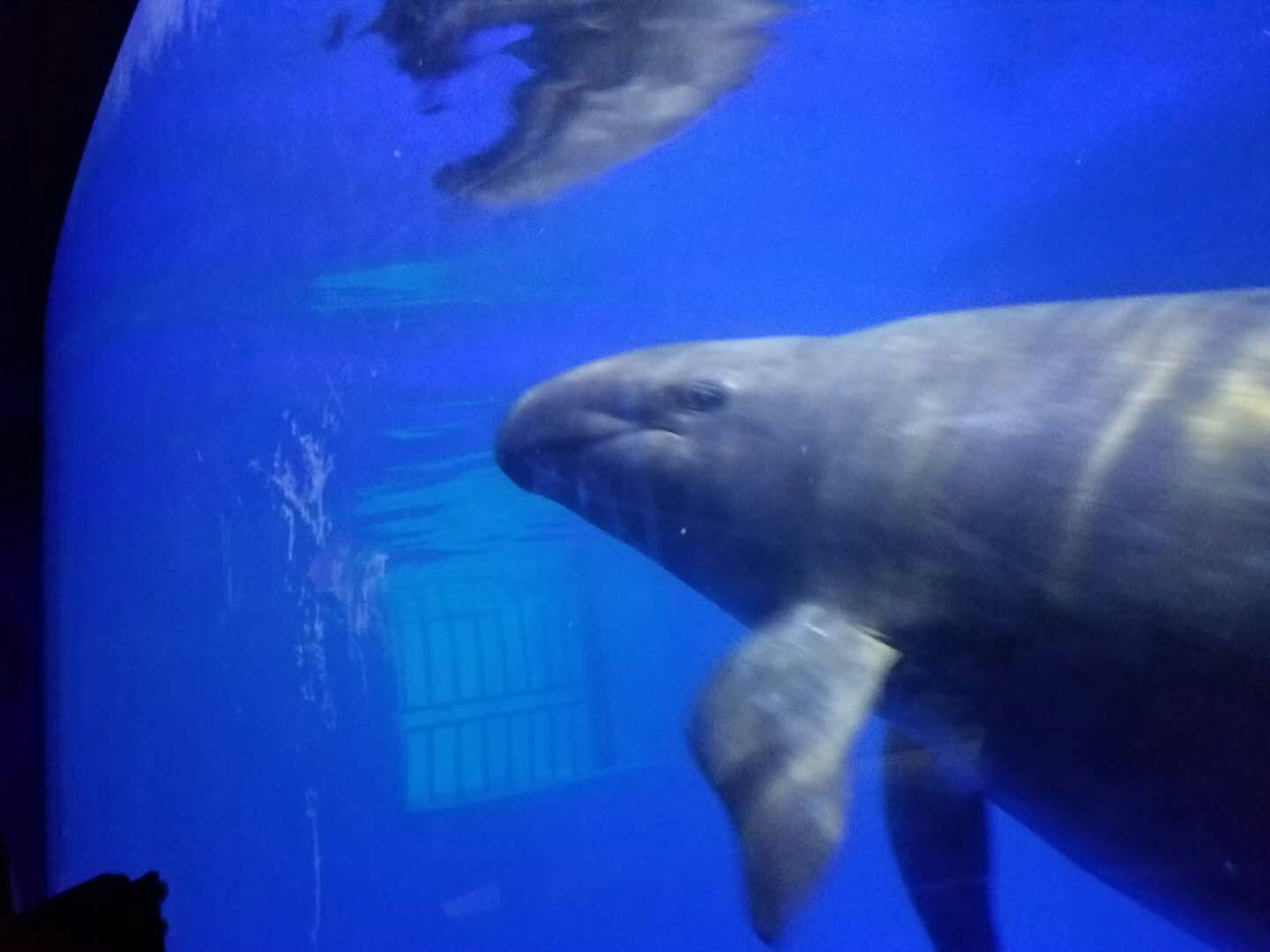 false killer whale (Pseudorca crassidens)