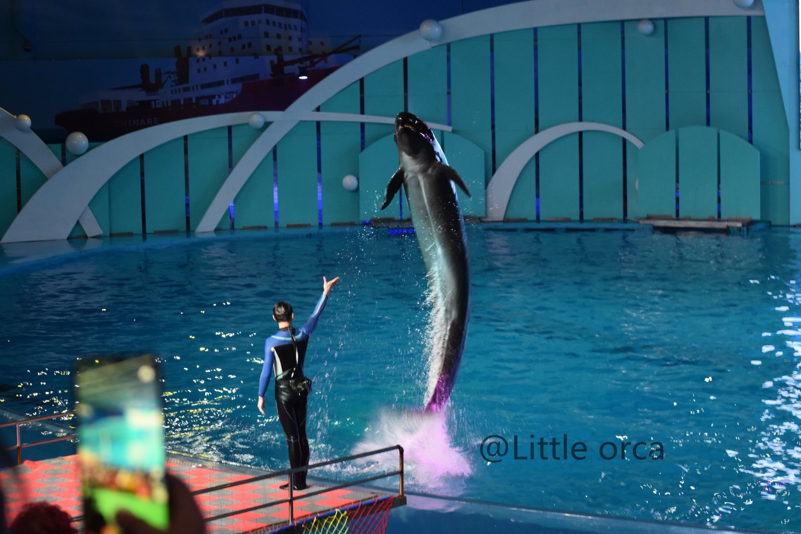 False killer whale (Pseudorca crassidens)