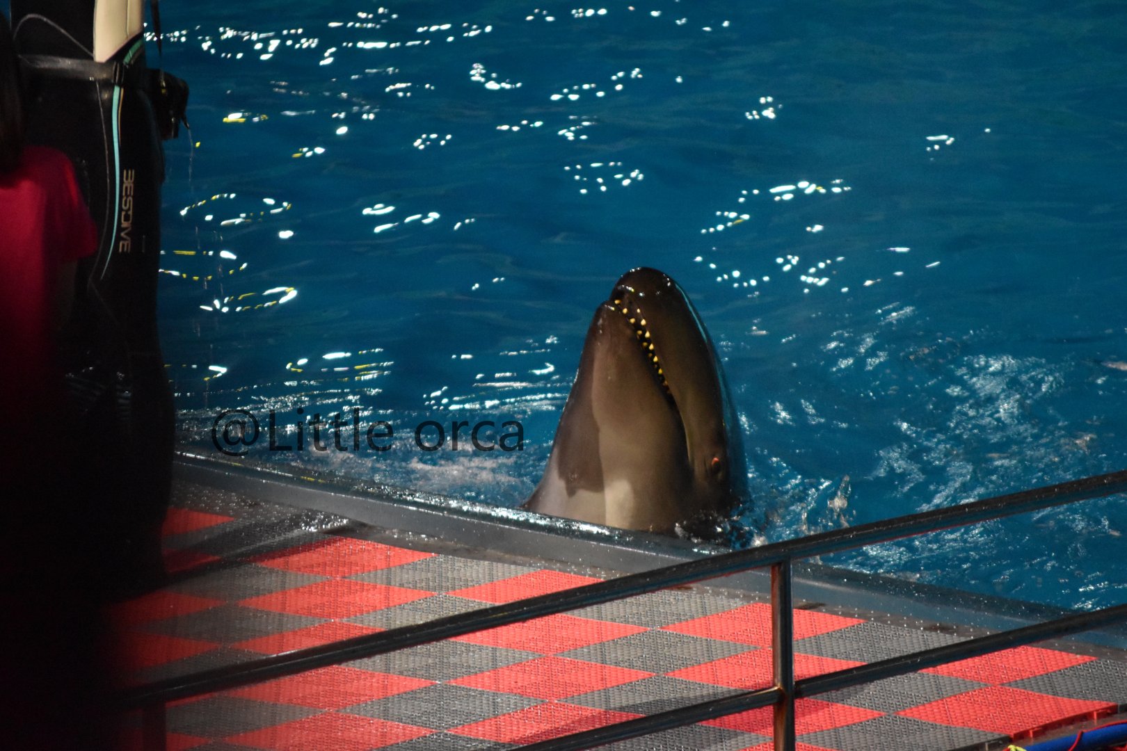 False killer whale（Pseudorca crassidens）