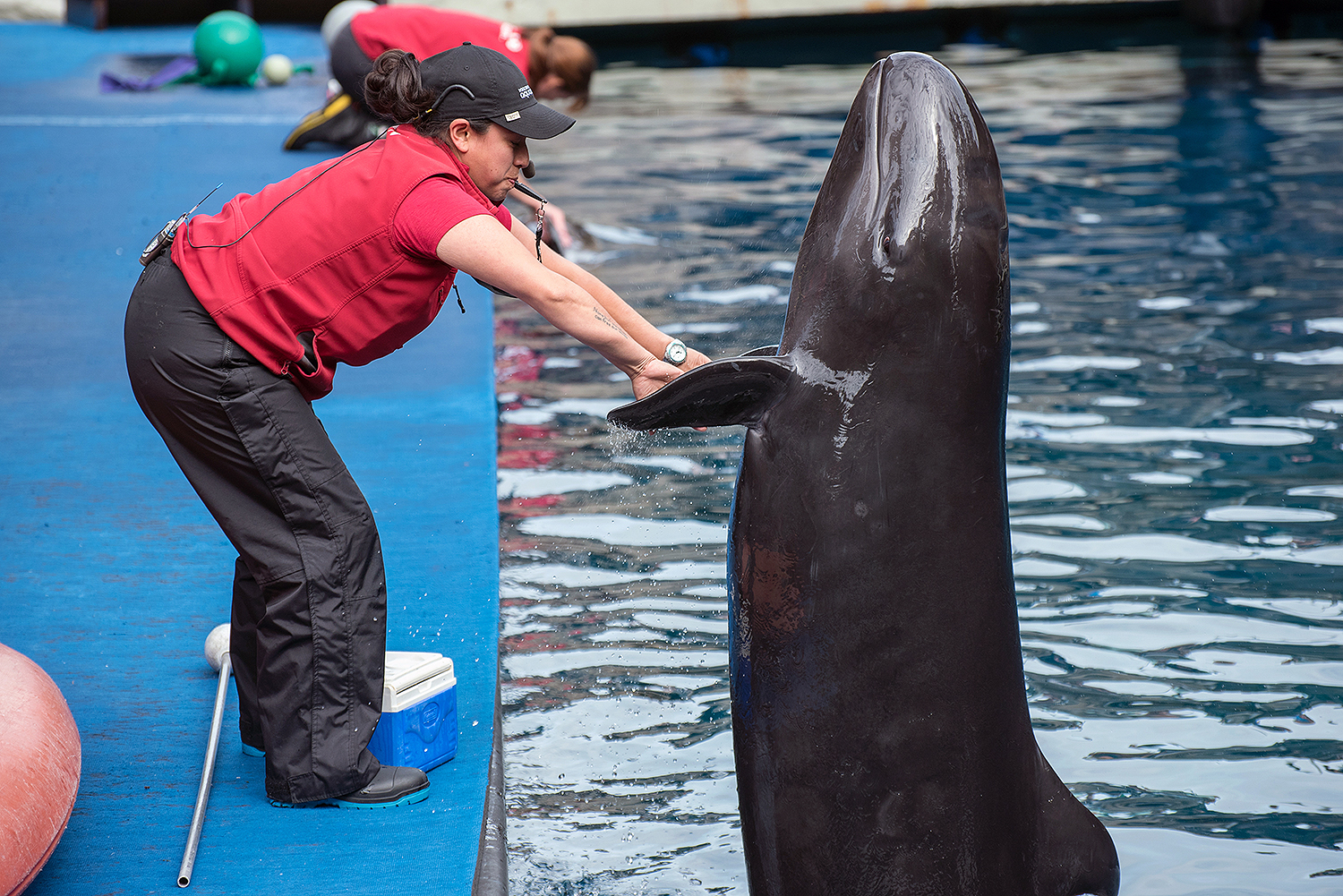 False killer whale (Pseudorca crassidens)