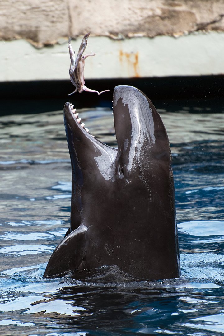 False killer whale (Pseudorca crassidens)