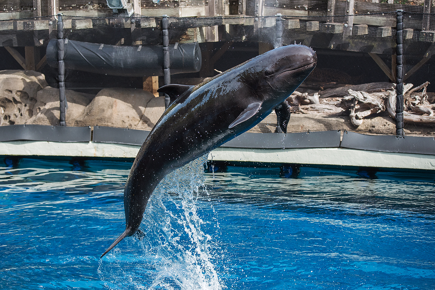 False killer whale (Pseudorca crassidens)