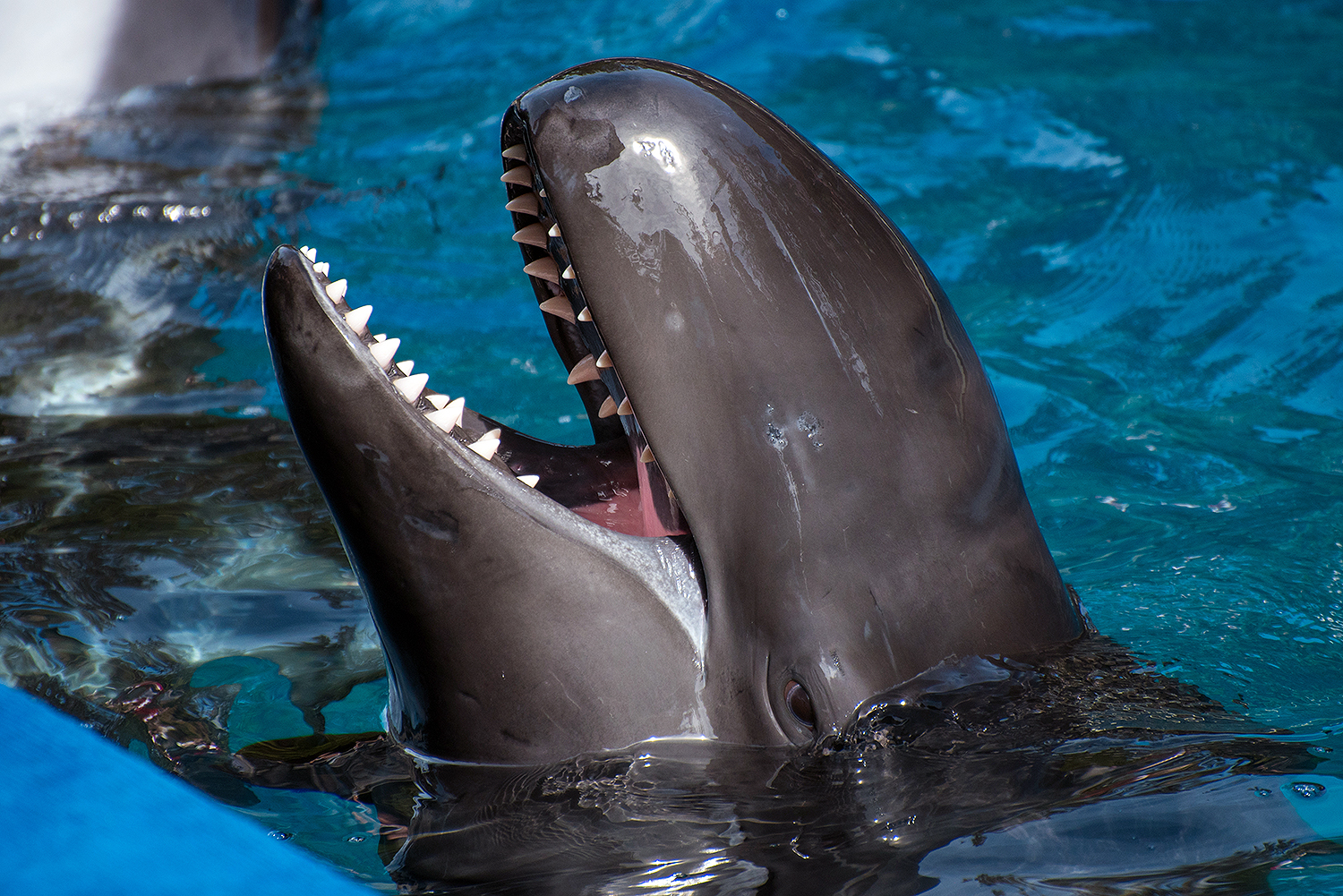 False killer whale (Pseudorca crassidens)