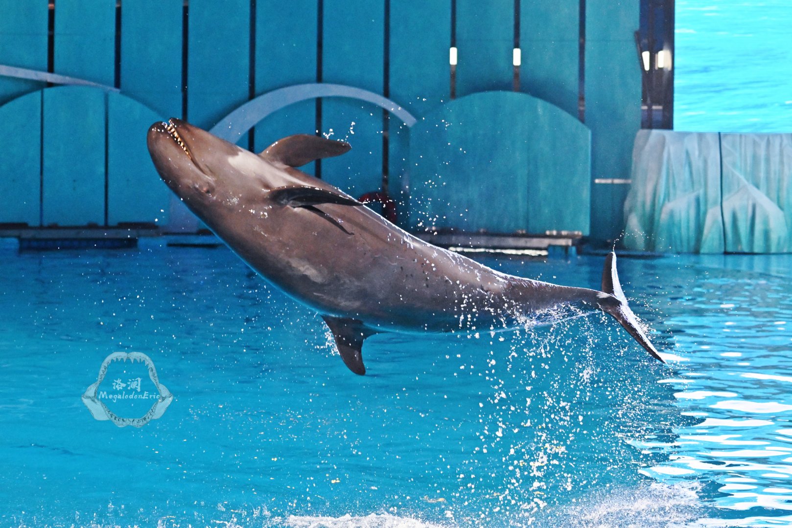 False killer whale/Pseudorca crassidens