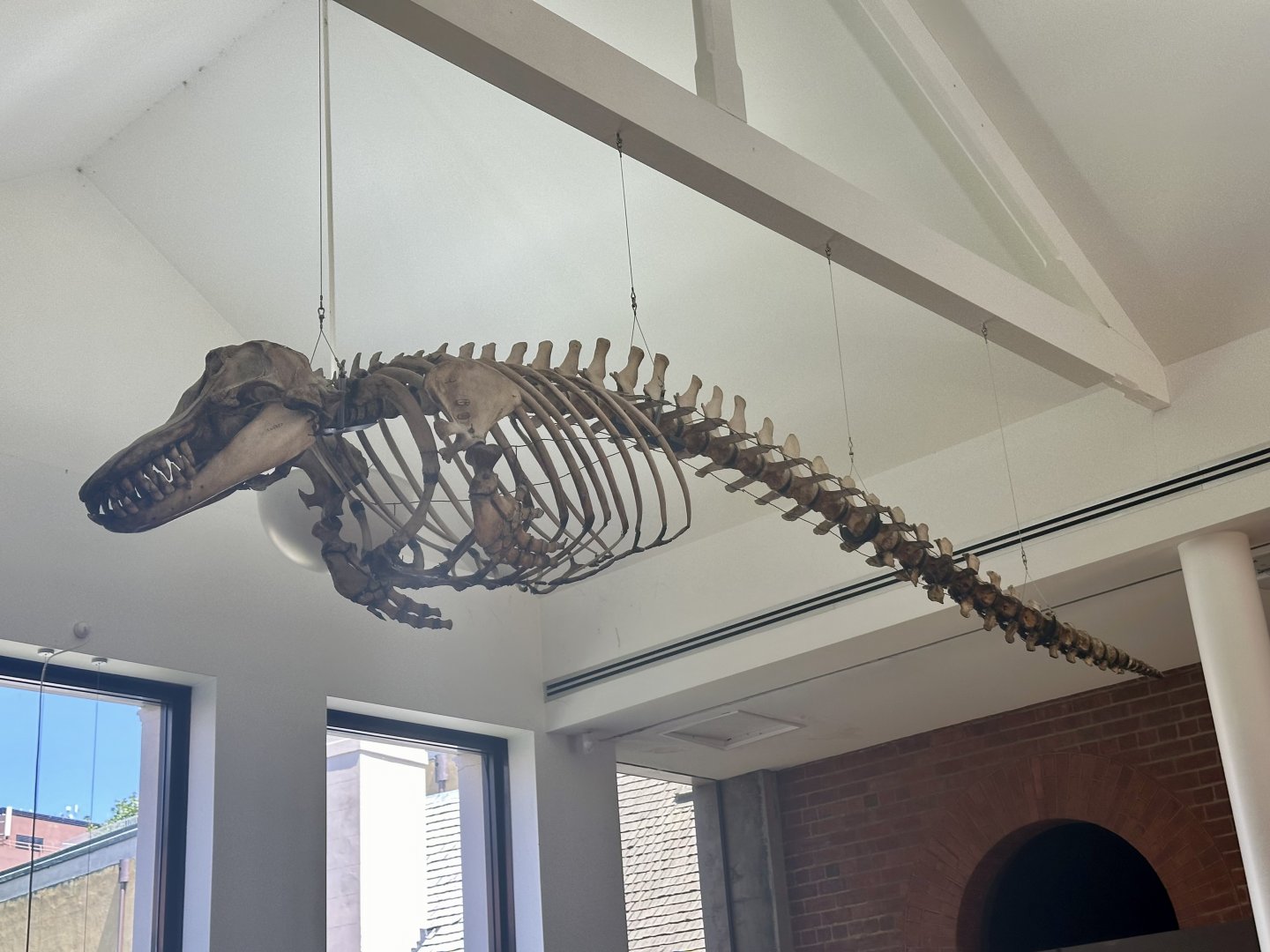 False killer whale (Pseudorca crassidens)